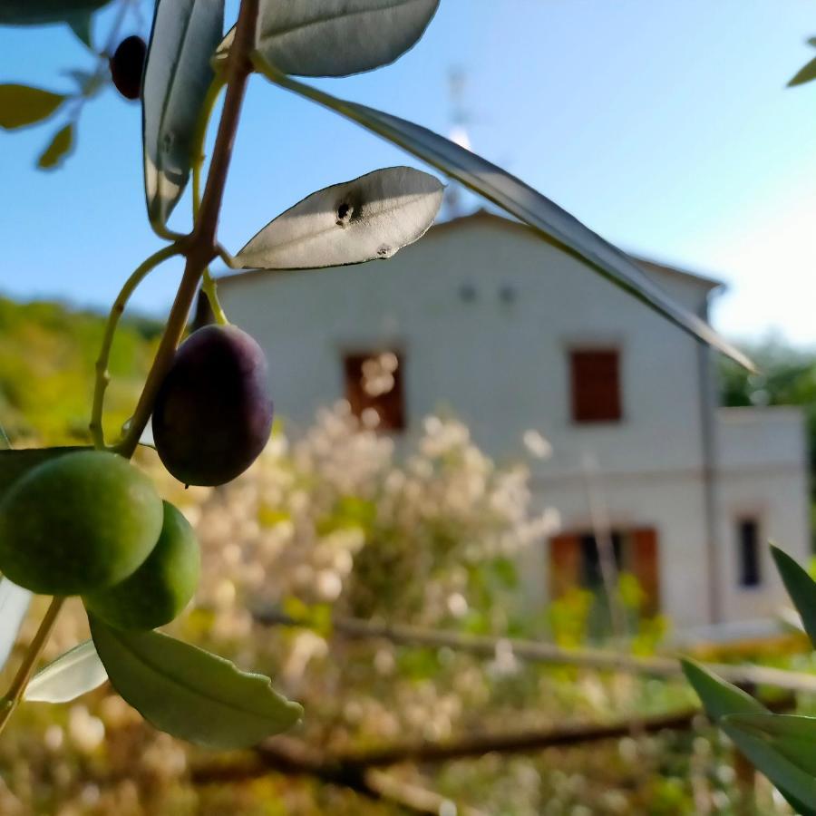 Apartament Ca'Rosei Monteciccardo Zewnętrze zdjęcie
